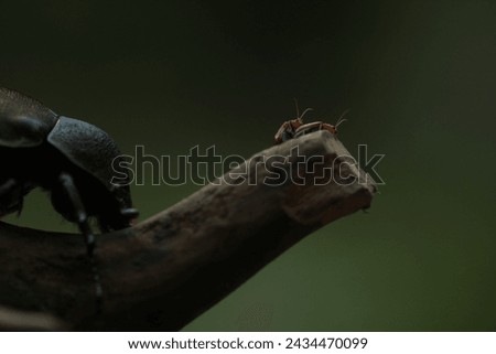 Similar – Foto Bild Paarung der Marienkäfer