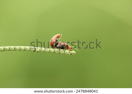 Similar – Foto Bild Paarung der Marienkäfer