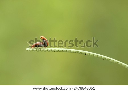 Similar – Foto Bild Paarung der Marienkäfer