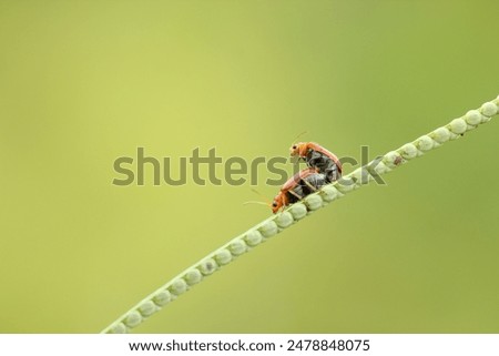 Similar – Foto Bild Paarung der Marienkäfer