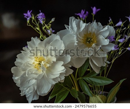 Similar – Foto Bild zwei Glockenblumenblüten, filigran und zart