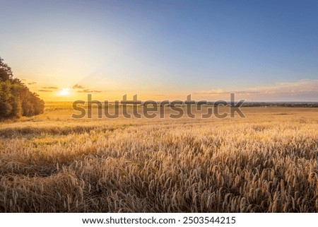 Similar – Image, Stock Photo Grasses at sunset Sunset