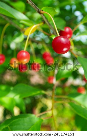 Ripe sour cherries growing on cherry tree.