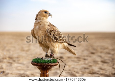 White and Beige Falcon sitting in the desert