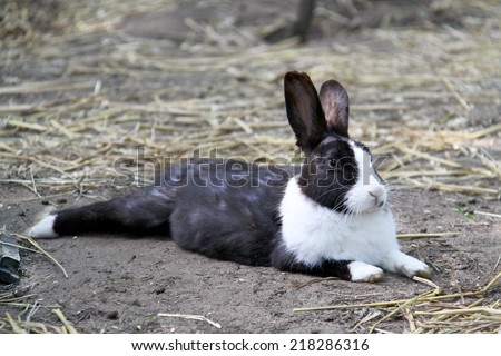 big rabbit is black and white in color with long ears lying on the ground