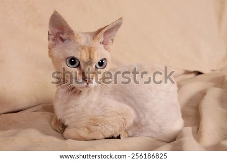 The beige cat with gray eyes lies on a light-brown cover.