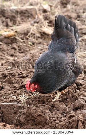 Black chicken to potter about in the brown earth looks for food.