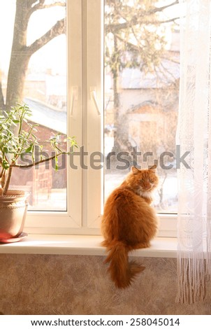 the red cat sits on a window at a window trees.