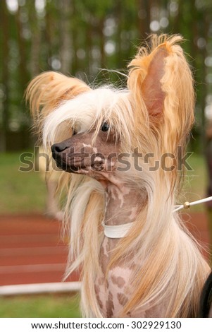 Portrait of Chinese Crested Dog  with a long nose and long hairy ears.