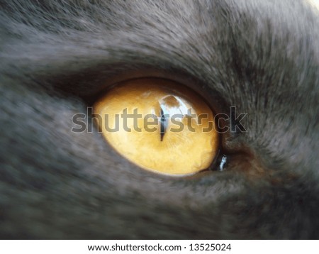 part of gray cat face, orange eye
