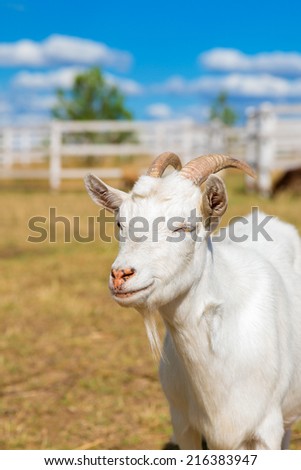 Funny portrait of a smiling goat with a blue sky in the background.