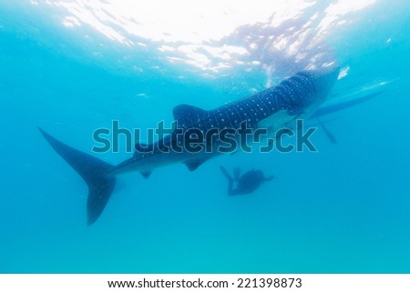 Underwater shoot of a gigantic whale sharks ( Rhincodon typus) feeding plankton on the surface of the water. The diver in the background.These sharks have no teeth and are filter feeders.