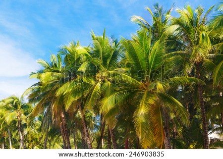 Palm trees on a tropical beach, the sky in the background. Summer vacation concept.
