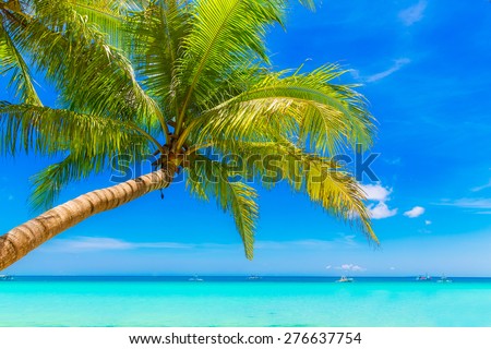 Dream scene. Beautiful palm tree over white sand beach. Summer nature view.