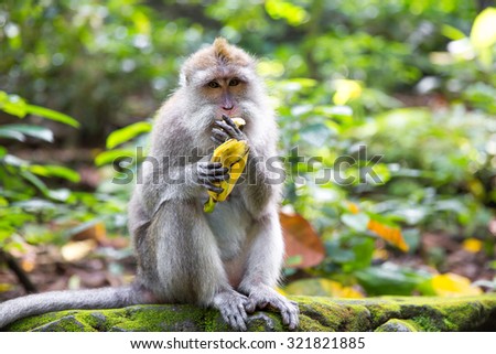 Long-tailed macaque (Macaca fascicularis) eating a banana in Sacred Monkey Forest, Ubud, Indonesia