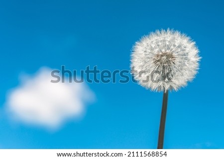 One dandelion. Against the background of a blue sky with clouds