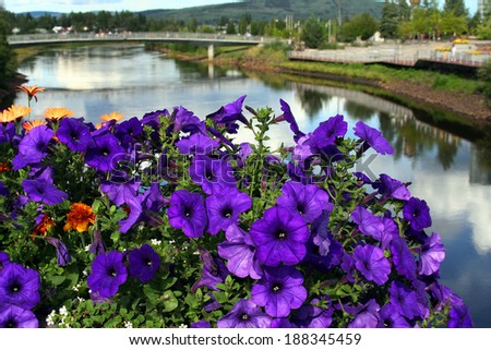 Purple flowers with Chena river in background