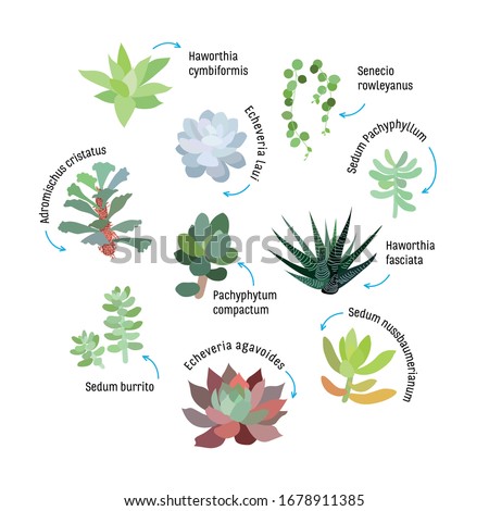Graphic set with succulents isolated. infographic template Hand drawn vector illustration, sketch. Elements for design. Set of plants with names. Many types of succulents Schlumbergera, Crassula