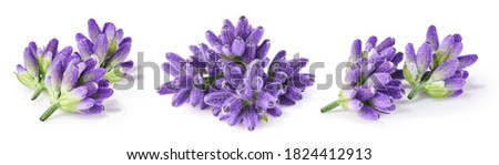 Similar – Foto Bild Blühender Lavendel in einem weißen Blumentopf auf einer Fensterbank im Sonnenlicht