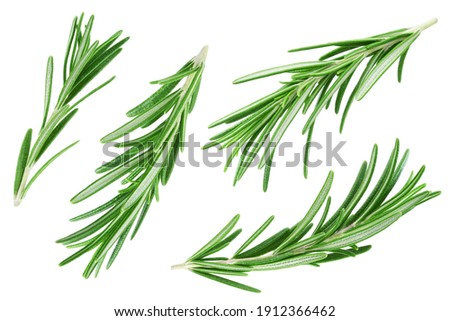 Rosemary twig and leaves isolated on white background. Collection