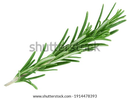Rosemary twig isolated on white background           