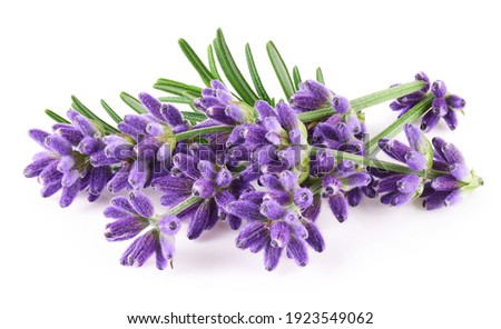 Lavender flowers isolated on white background          