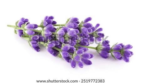 Similar – Image, Stock Photo Lavender flowers in the last sunlight