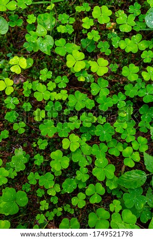 Similar – Image, Stock Photo Shamrock after the summer rain