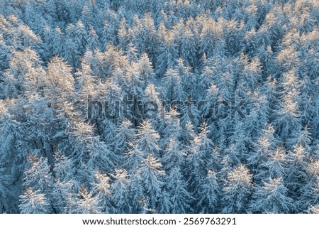 Similar – Image, Stock Photo Northern lights over conifer trees