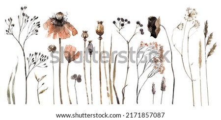 Similar – Image, Stock Photo dry poppy boxes and stems