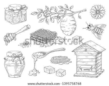 Hand drawn honey. Vintage bee honeycomb and honey jar sketch elements, doodle flowers and beeswax. Vector organic sweet honey product