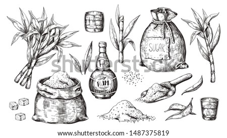 Hand drawn sugarcane and rum. Vintage liquor bottle and glasses, sugar sack and cubes, sugar organic plants. Vector illustration engraved alcoholic beverage image on white background