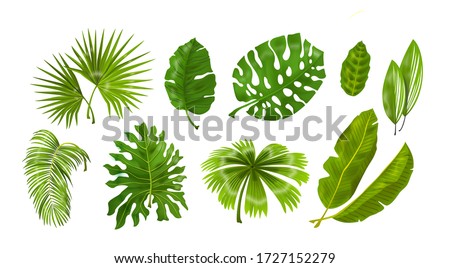 Tropic plants. Monstera and palm jungle leaves, green exotic foliage, nature botanical decorative collection. Vector illustration isolated collection tropical leaf set