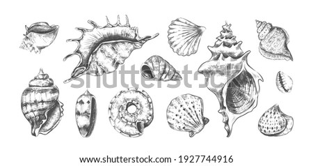 Hand drawn tropical marine seashells. Black and white graphic sketch of bivalves or spiral clamshells. Underwater inhabitants, isolated ocean cockleshells. Conch with pearls. Vector undersea fauna set