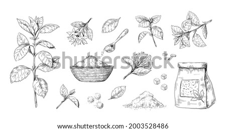 Stevia plant. Hand drawn sugar free sweet herb. Alternative sweetener. Rebaudiana leaves and flowers sketch collection. Stem extract. Organic diabetic crop. Vector dietary product set