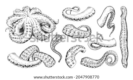 Octopus tentacle. Hand drawn engraving of underwater cuttlefish. Vintage line monster tattoo drawing. Seafood clipart for marine restaurants menu. Vector cephalopods limbs sketches set