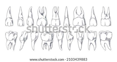 Teeth sketch. Hand drawn different types of human tooth collection. Dentist graphic template. Engraving fangs and molars. Dental oral care. Toothache treatment. Vector stomatology set Сток-фото © 
