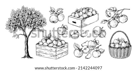 Apples in basket. Hand drawn engraving of garden fruits in piles. Orchard sketch. Plant branches. Juicy slices. Boxes with organic crop. Natural harvest. Vector botanical elements set