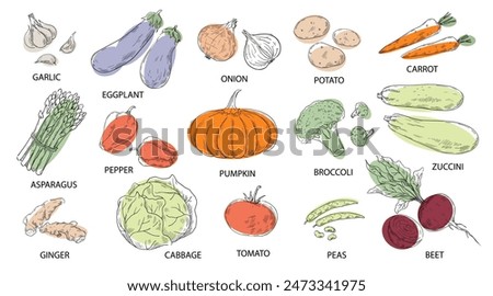 Vegetable drawing. Natural food. Eggplant and cabbage. Raw mushrooms. Carrot and tomato sketch. Beets harvest. Organic products with inscriptions. Vegetarian cooking ingredients vector set