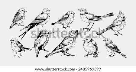 Vintage birds. Flying animals sketch. Robin cardinal and pigeon. Hand drawn line sparrow. Black lark or bluebird. Engraving forest birdies. Swallow wings. Vector outline songbirds set