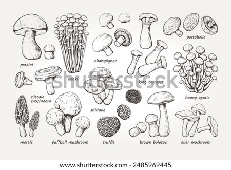 Mushroom sketch. Forest fungi. Hand drawn fungus. Autumn toadstool. Engraving amanita. Boletus or chanterelle. Natural champignon and shiitake. Gourmet truffle. Vector art elements set