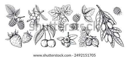 Vintage berry. Fruit branch sketch. Hand drawn plant. Agriculture harvest. Retro outline nature. Goji and juicy strawberry. Blackberry flavor. Raspberry leaf. Vector food elements set