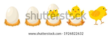Chicken hatching stages. Newborn little cute chick, small baby bird emergence from egg, cracked shell in laying hens nest. Easter chicks concept. Funny domestic animal vector cartoon isolated concept