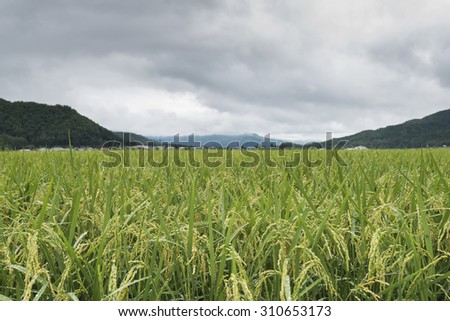 Rice field of green in summer with blue sky and sun.Rice field of green in summer with blue sky and sun.