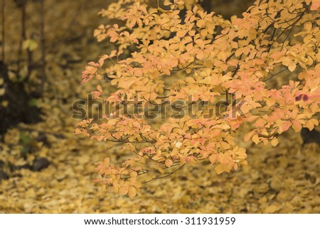 Japan temple of autumn leaves