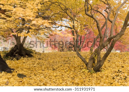 Japan temple of autumn leaves