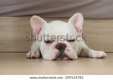 Bacon, He is white french bulldog sleep on the ground.