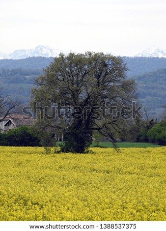 Similar – Image, Stock Photo Snowy Pyrenees and lonely house with shiny lights under sky