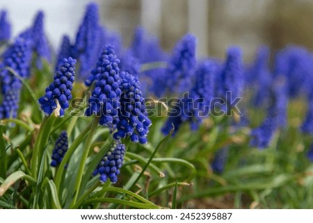 Similar – Image, Stock Photo A grape hyacinth blooms in the garden, moistened with drops of water.