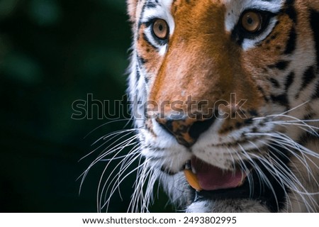 Similar – Image, Stock Photo close-up head of Siberian husky dog with blue and brown eyes